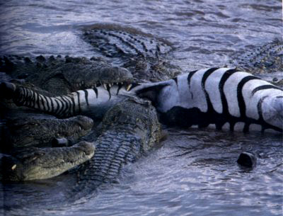 The crocodiles will 