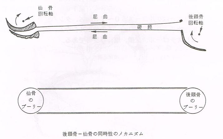 大阪 頭蓋仙骨療法 整体は大阪心斎橋のエルンテ整体院