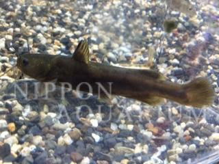 ギバチ 飼育方法 飼い方 餌 水温 混泳などについて 熱帯魚図鑑 熱帯魚の飼育 混泳 繁殖 病気など