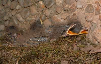 Download Phoebe nests, eggs and young - Photos