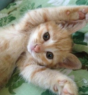 茶トラ猫さんは甘えん坊 かわいい猫画像25選 猫画像まとめ もふぬこ動画 画像