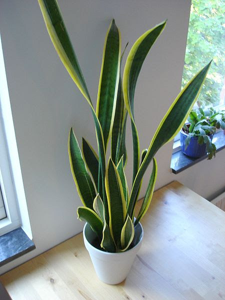 6 Houseplants you wonât kill