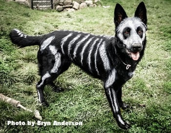 Cat and Dog Halloween Costumes: Is It Safe To Dye My Pet's Fur?