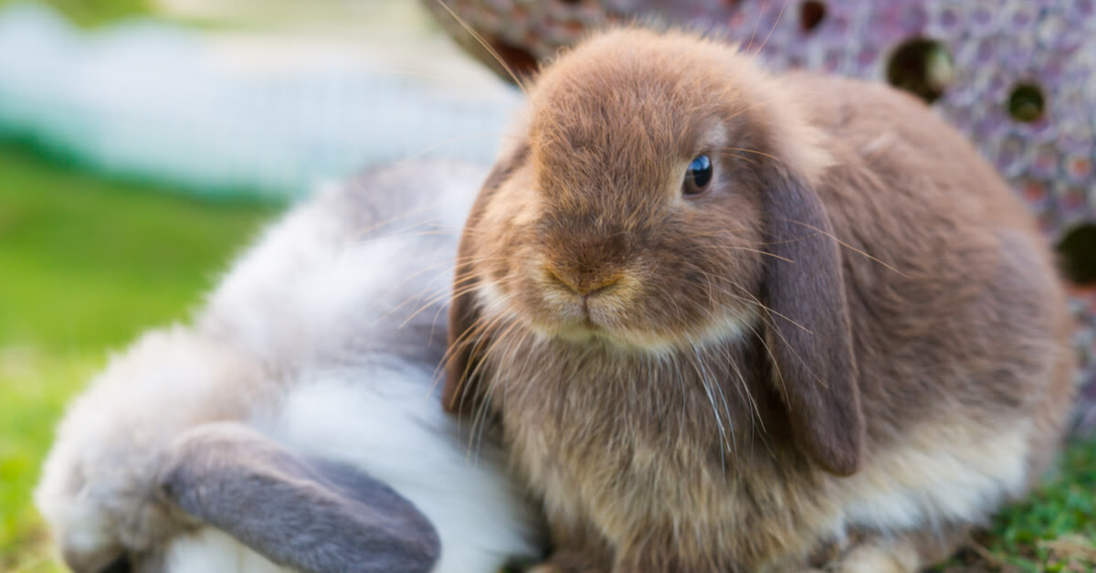 垂れ耳が特徴的なウサギ ホーランドロップイヤーの特徴 飼い方 いきもんぱらだいす