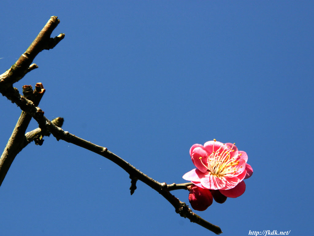 梅の花と空 風景写真無料壁紙