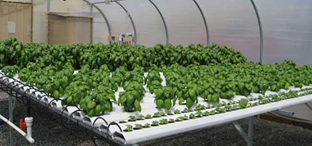 Commercial AM Hydroponic Systems| Gothic Arch Greenhouses
