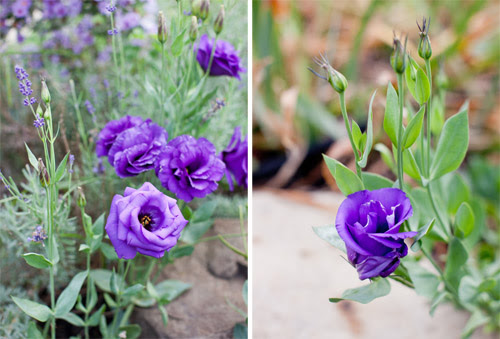 6_Fall_flower