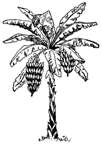Free Banana Tree Drawing Download Free Clip Art Free Clip Art On Clipart Library