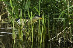 Little Bittern male moving in the reeds - Hort...
