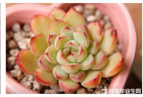 多肉植物怎么培养 范文118