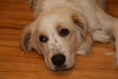 Cidney - Lori's adopted doggie