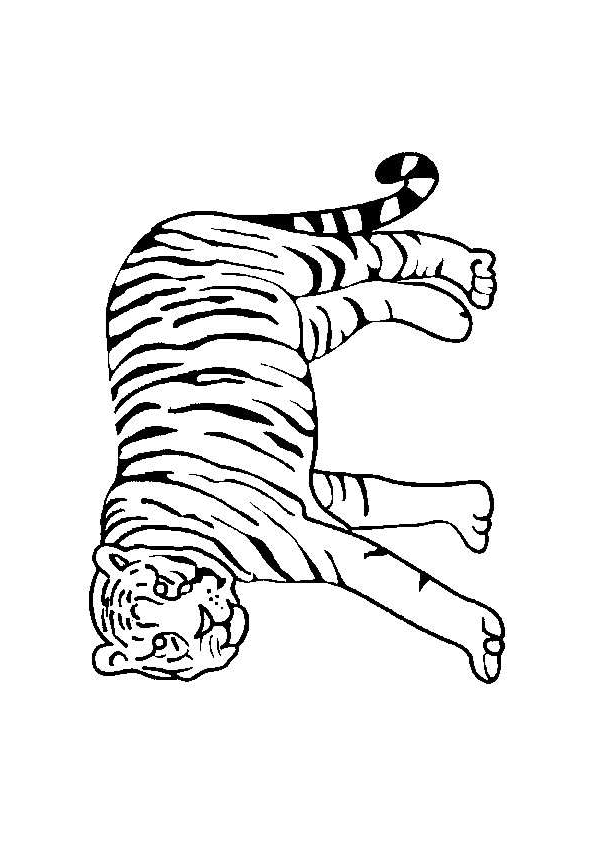 Afrikaanse Dieren Kleurplaat Cartoon Safari Animals Coloring Page
