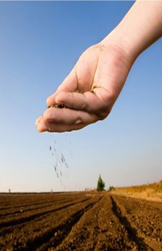 Planting Grass Seed