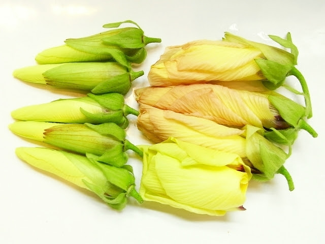 花オクラ豊作 つぼみの保存法 Kochan S ベランダ菜園blog マンションガーデニング 家庭菜園 仙台グルメ キャンペーン情報等