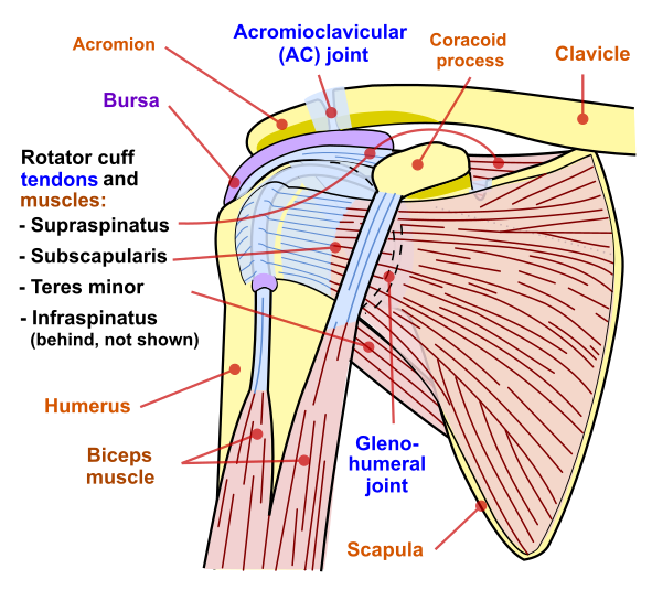 File:Shoulder joint.svg - Simple English Wikipedia, the ...