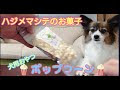 土竜の唄外伝 狂蝶の舞~パピヨンダンス~ 172222