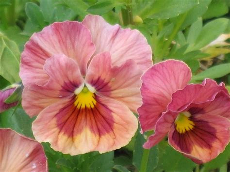pink pansy flora  fauna pinterest