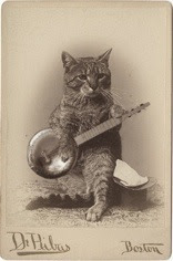 banjo-cat