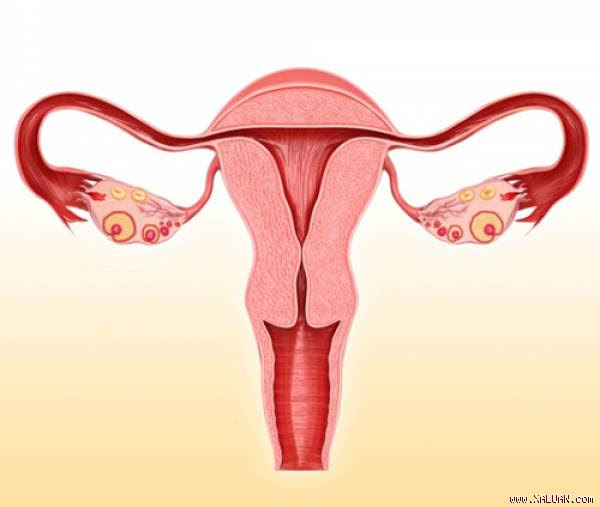 Cổ tử cung có nhiệm vụ sản xuất chất nhầy, dịch nhầy thay đổi theo từng ngày và đi ra quần lót của bạn.