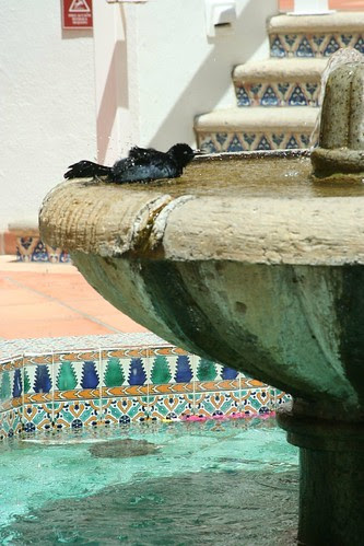 Bathing bird 7