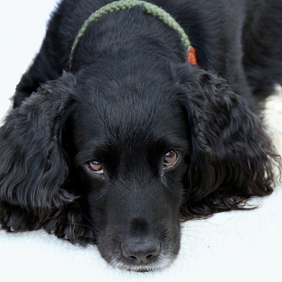 犬の目やにで健康チェックしましょう 目やにの色別病気のサイン