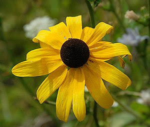 English: Black-eyed Susan blossom.