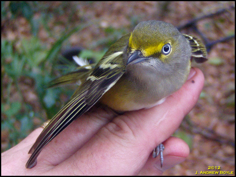 White-eyed Vireo