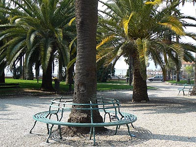 banc et palmiers.jpg