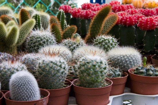 簡単でも失敗なし サボテンの植え替え 株分け