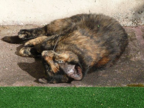 Les Lezards Font Ils Maigrir Les Chats Le Blog D Eowin Et De Colibri