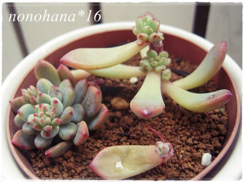 徒長多肉の仕立て直し アモエナ編 Part2 多肉植物 Nonohana色
