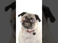 Absurd Doggy