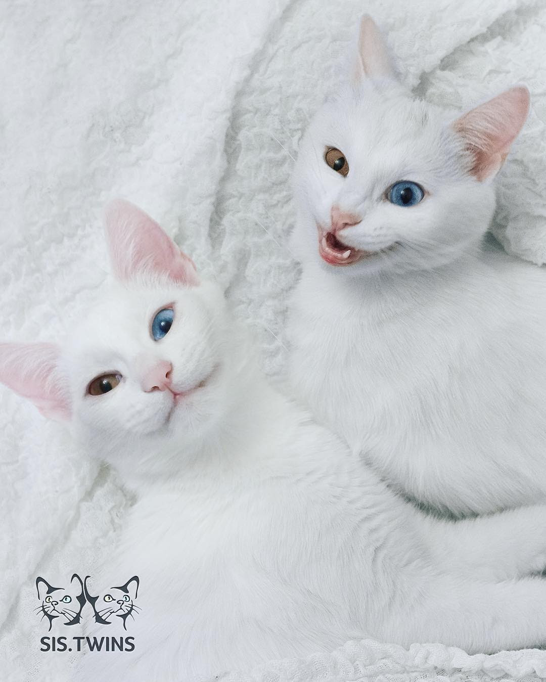 世界の美猫 宝石みたいなオッドアイ 双子の白猫姉妹が美しいにもほどがあります チャーミングな表情も見逃せません ツイナビ