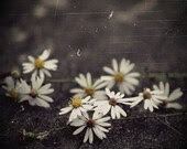 Pocketful of Daisies - Two Makes A Pair - sintwister