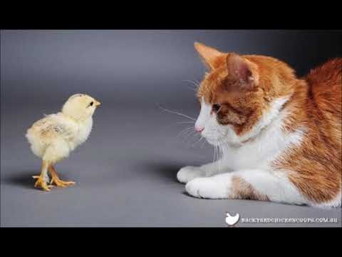犬猫動画 絶対笑う 最高におもしろ犬 猫 動物のハプニング 動物のかわいい画像集 長さ 1 39 犬猫おもしろ動画まとめ