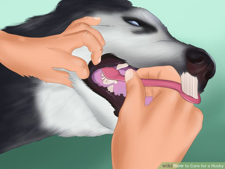 Care for a Husky Step 15.jpg