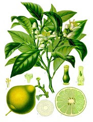 Bergamot from Koehler's Medicinal-Plants, courtesy of WikiMedia Commons