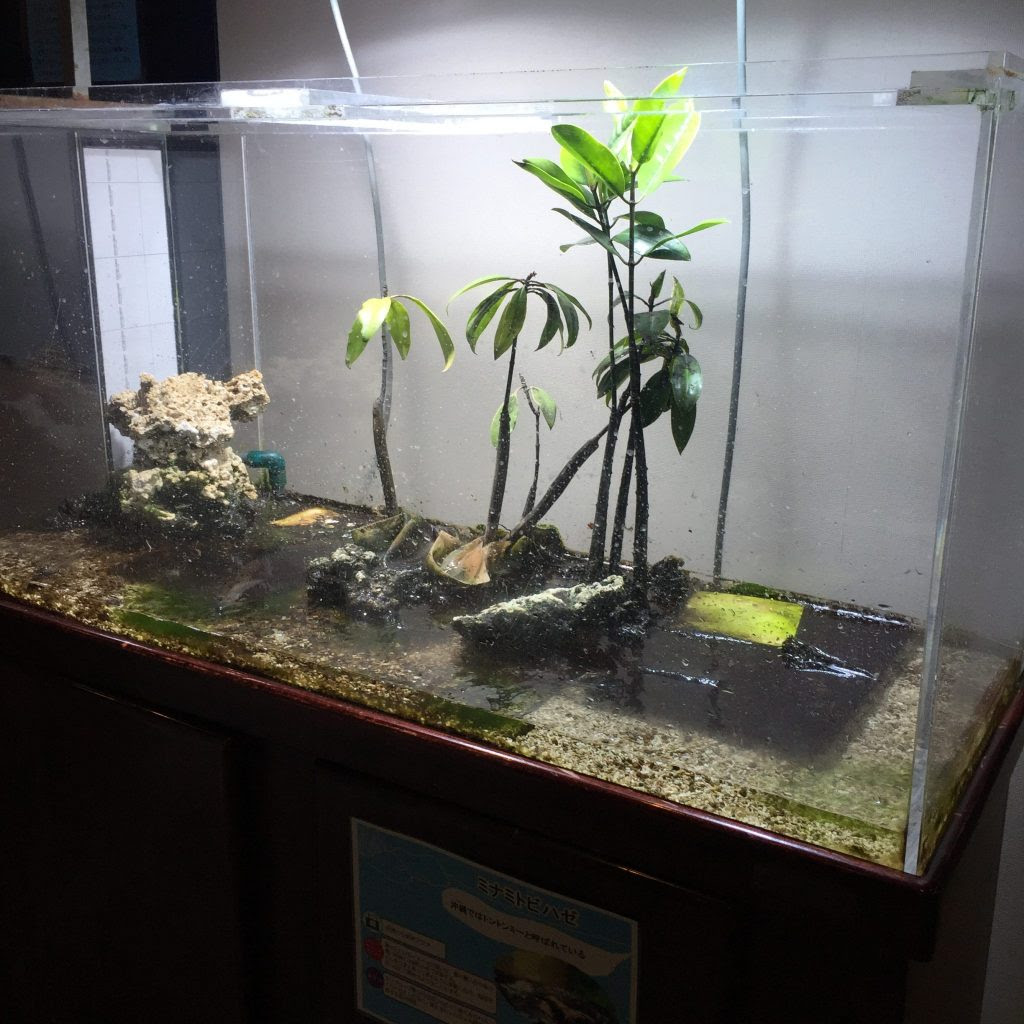 板橋区 熱帯環境植物館を解説 グリーンドームねったいかんの海水魚を紹介 マリンアクアリウム総合情報サイト