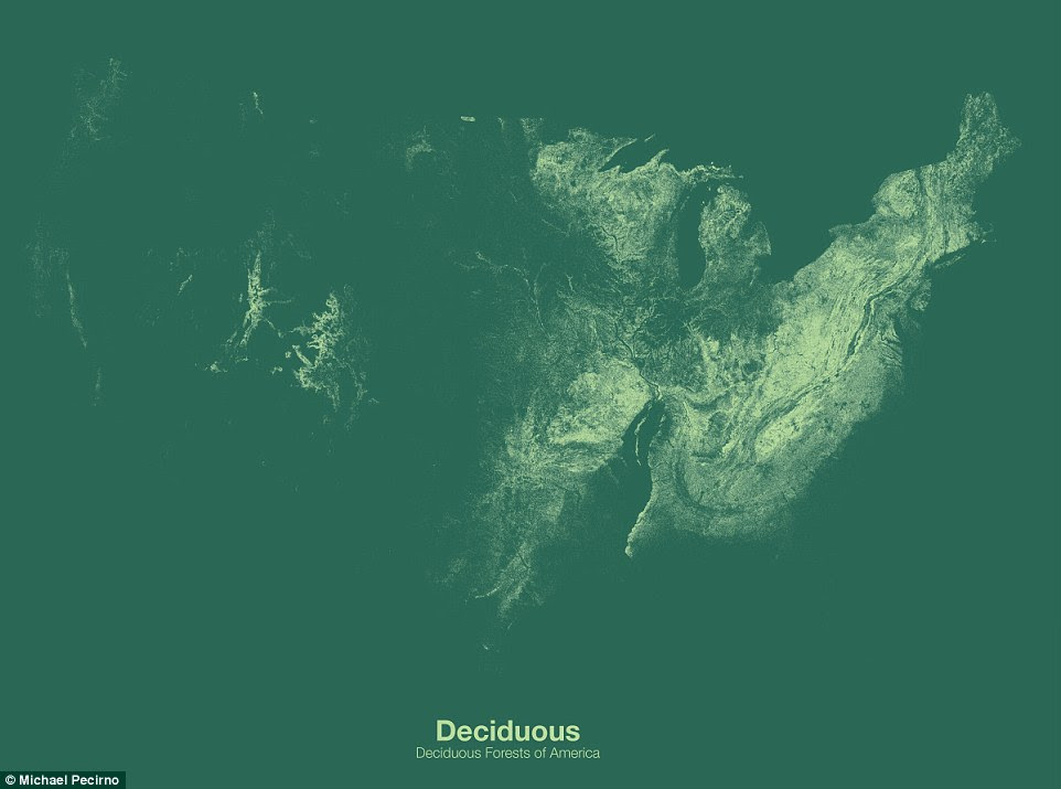 The map of deciduous forests - which describes trees that lose their leaves during the winter - shows how in some places, like New England, the forest has made a comeback as rural populations have moved to cities