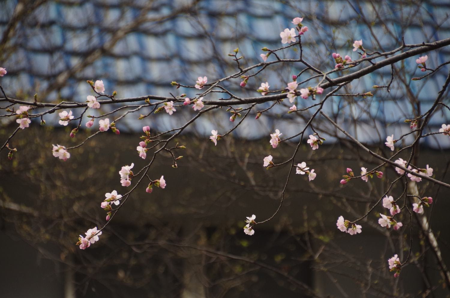 当館のお庭にも桜が咲き始めました 草津温泉 草津スカイランドホテル 公式