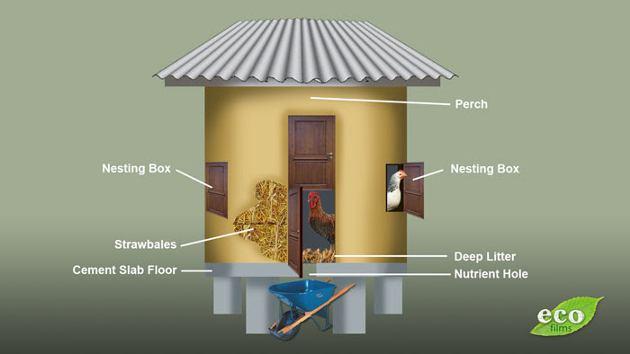 Chicken Coops