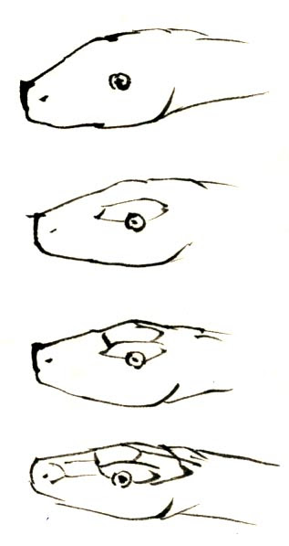 へびの頭 うろこ２ 前項では正面から見たうろこの描き方を紹介しました 以下では横から見た顔のウロコです 最初に目の位置を決め 目の上のウロコから描いていきます 次に中央の五角形のうろこをいれ その前後に鼻先のウロコ 脳を守るうろこ