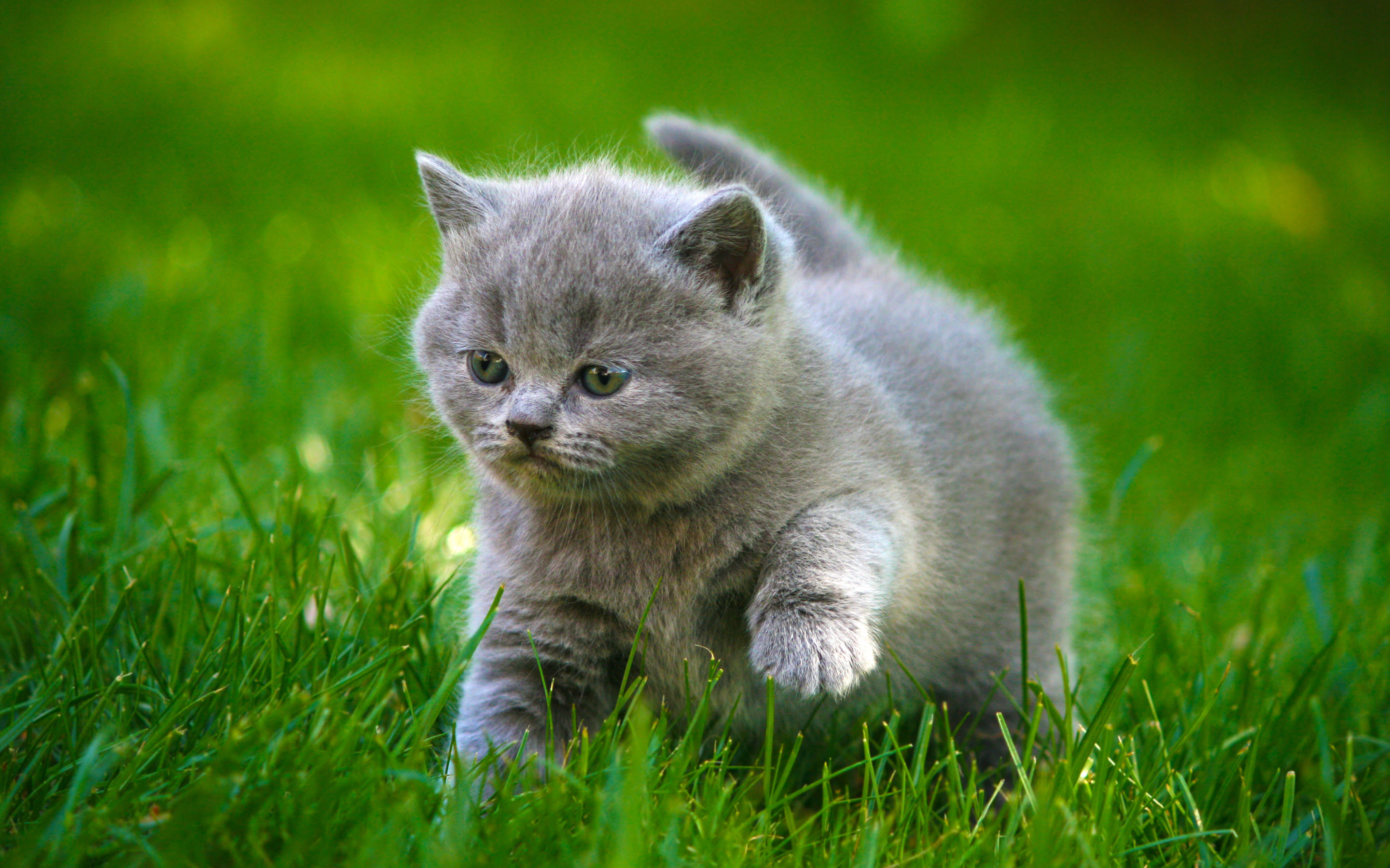  Cute  Animal  Wallpapers  for Desktop 54 images  