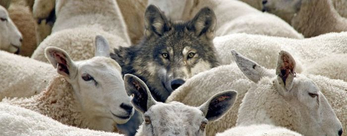 Image result for loup et les moutons