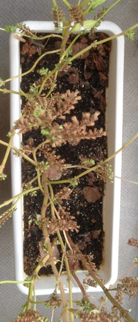 しその種 収穫 大量 これいいね新発見