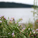 {location}: Lummi Island 2012