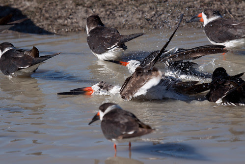 Black Skimmers bathing
