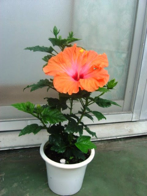  BUNGA  SEPATU  WARNA  MERAH JAMBU Ragam Peristiwa dan 