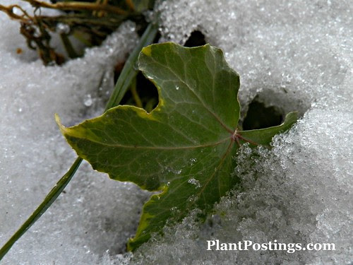 frozenivy2