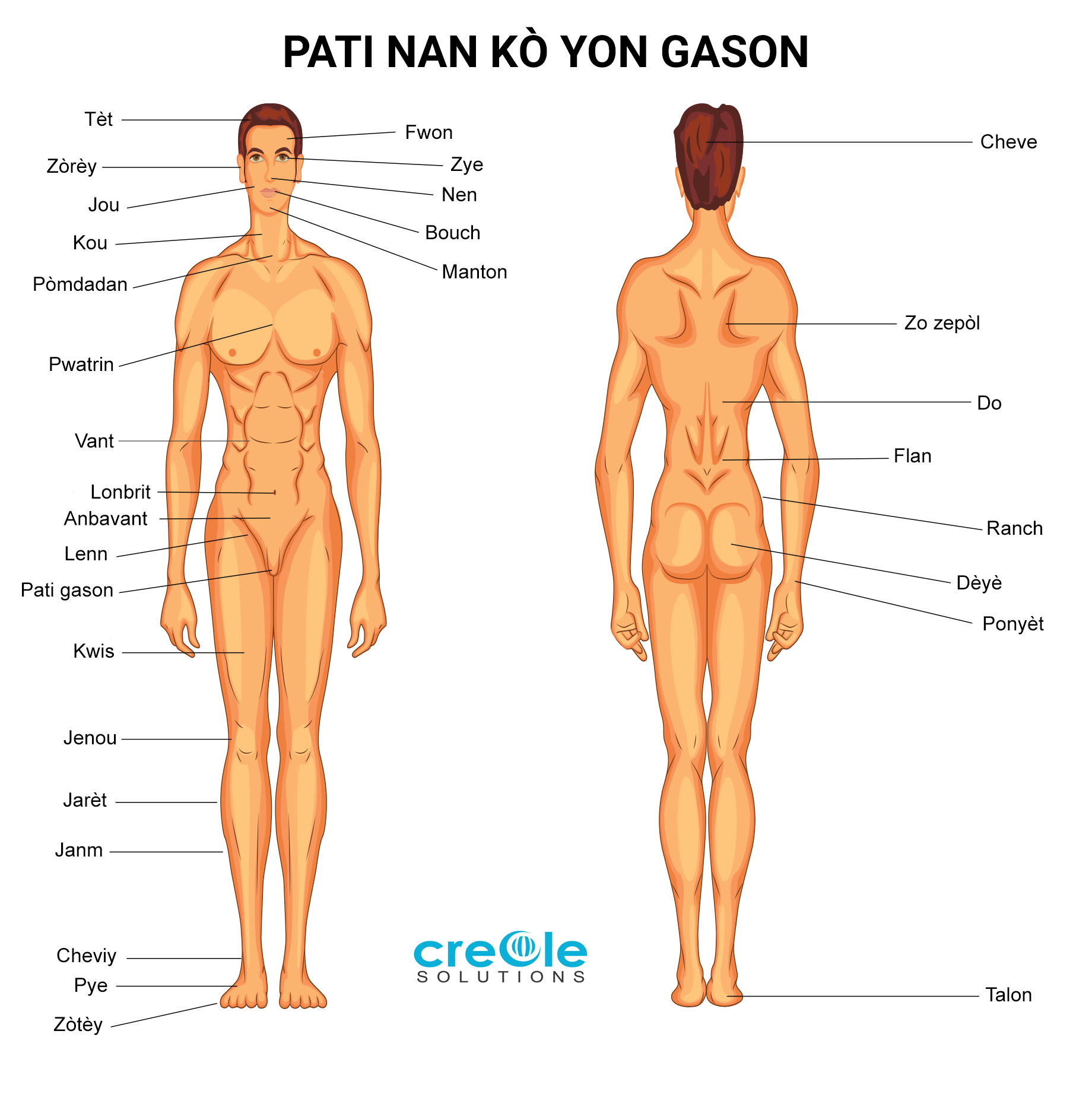 Anatomy Illustrations - Medical Creole